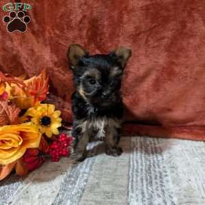 Jewel, Yorkie Puppy